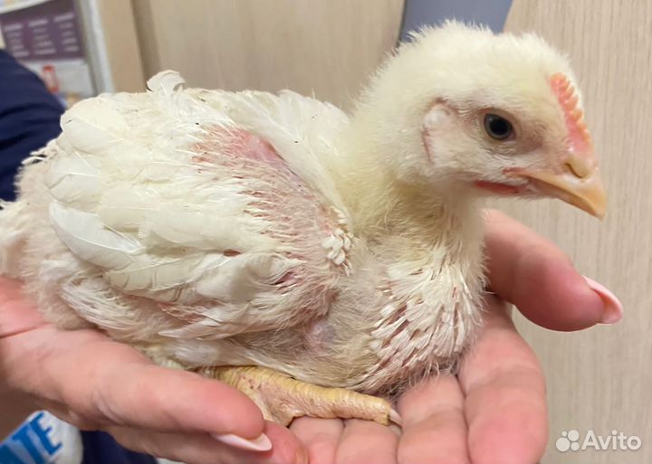 Куры бройлеры