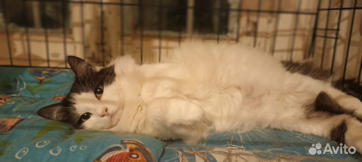 Кошка в дар бесплатно