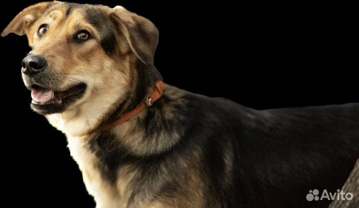 Потрясающая Лея