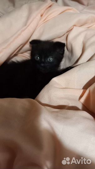 Кошки