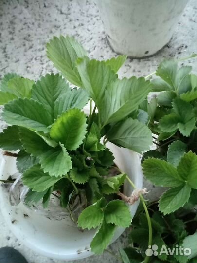 Рассада клубники