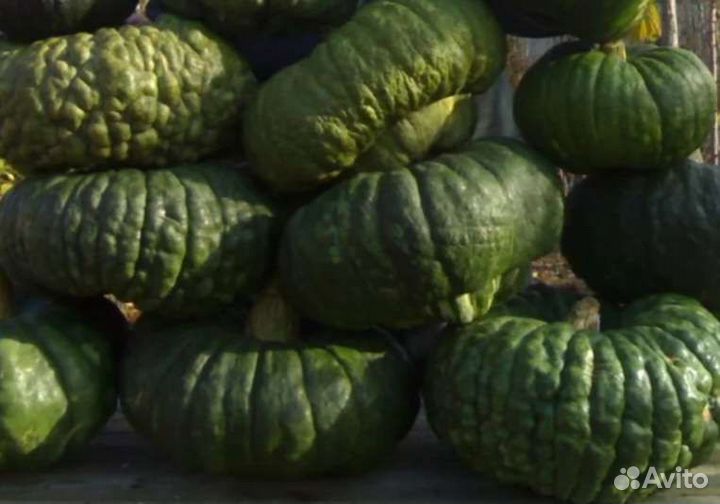 Тыква Царевна лягушка семена