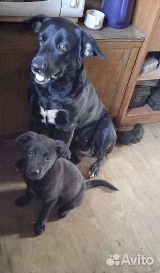 Отдам щенят