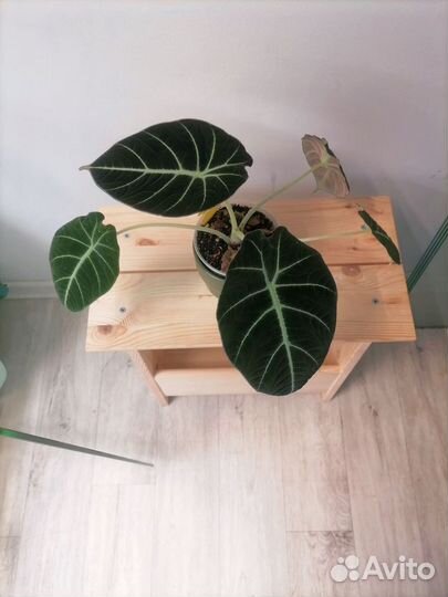 Клубни алоказий Регал шилдс и Блэк вельвет