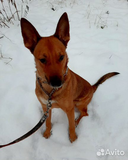 Отдам в добрые руки