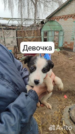 Щенки в добрые руки