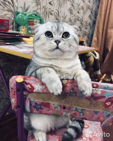 Шотландская вислоухая шиншилла