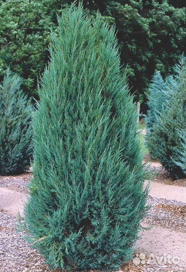 Можжевельник Блю Эрроу от 5 штук
