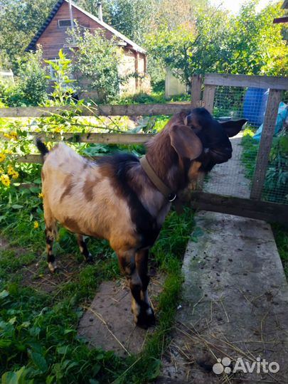 Племенной Англо-Нубиец для вязки