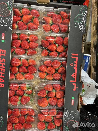 Клубника Египет