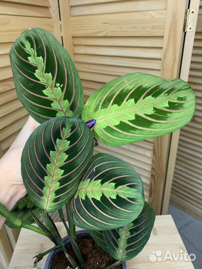 Маранта Леукорнеура Триколор