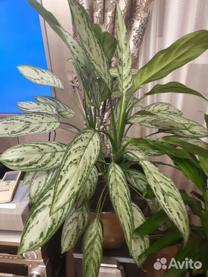 Комнатные растения