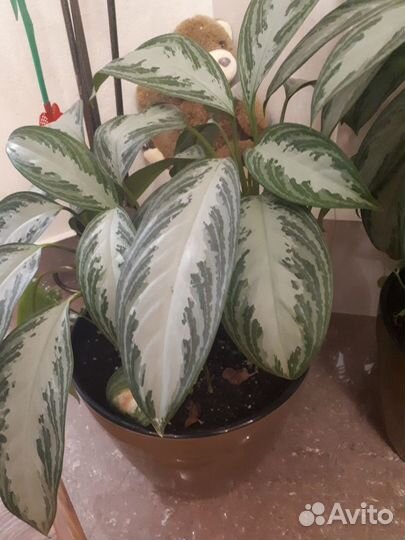 Комнатные растения