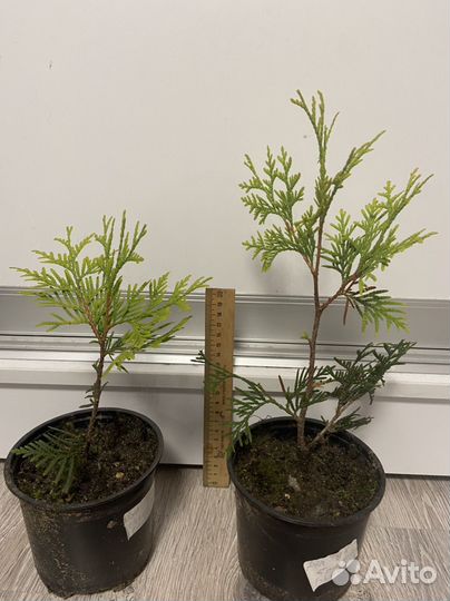 Туя западная Голден Брабант