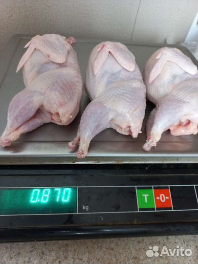 Мясо перепела