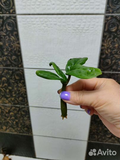 Замиокулькас Зензи и чёрный