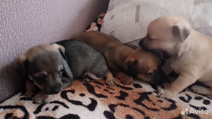 Мини той-терьер