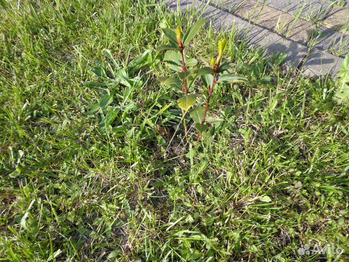 Продам лавр благородный