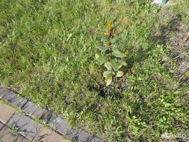 Продам лавр благородный