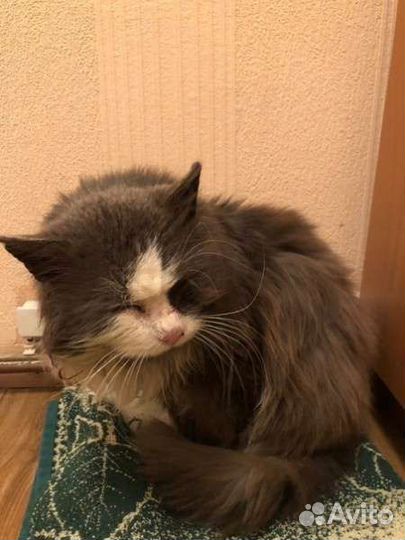 Кот в добрые руки