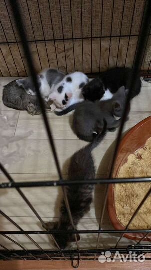 Котята в добрые руки бесплатно