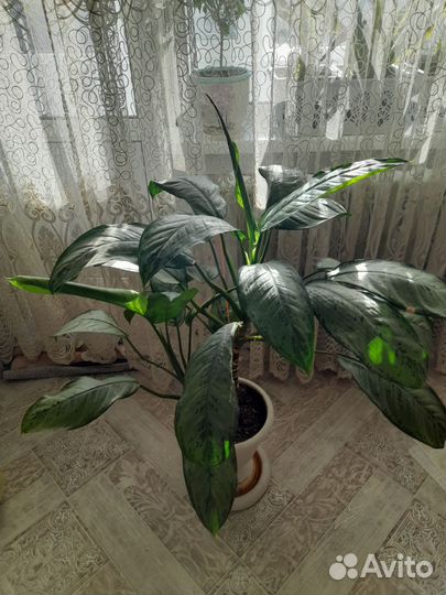 Аглаонема,Фридман