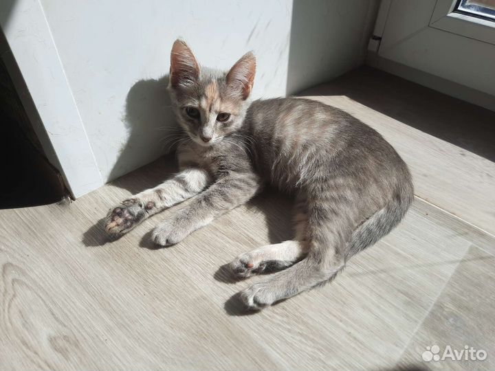 Котёнок в дар