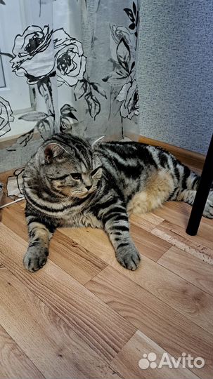 Кастрация, стерилизация кошек на дому