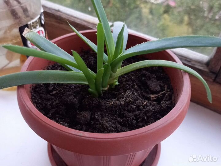Молодой алоэ с горшком