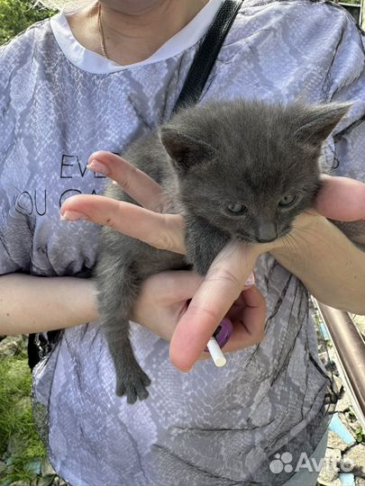 Отдам кошечку