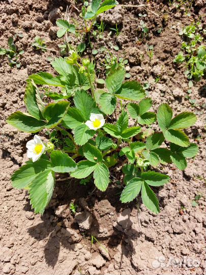 Клубника (садовая земляника), рассада