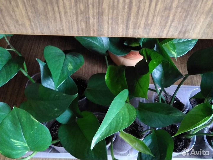 Сциндапсус