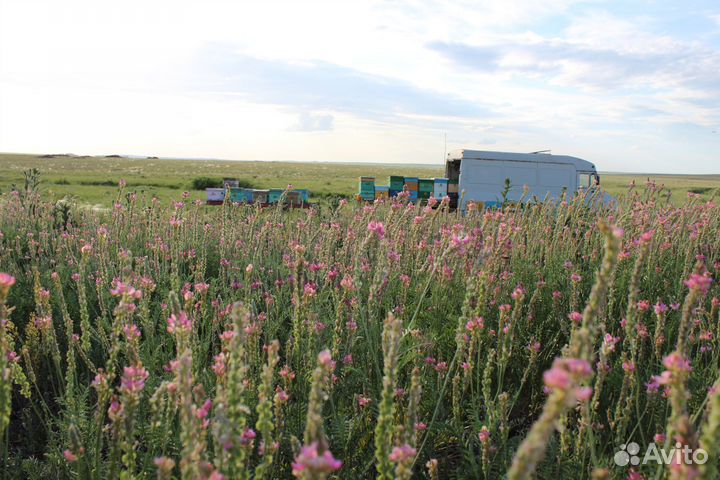 Мёд оптом - своя пасека, липовый - 7кг