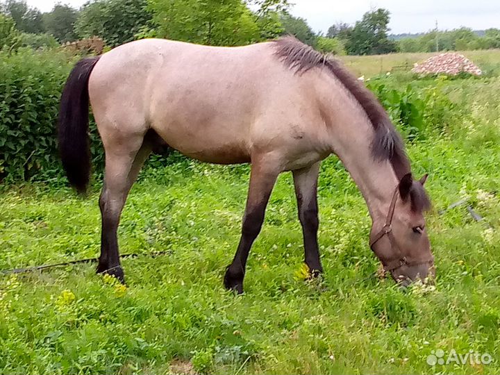 Жеребец на племя