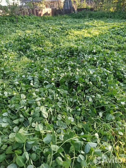 Клевер белый