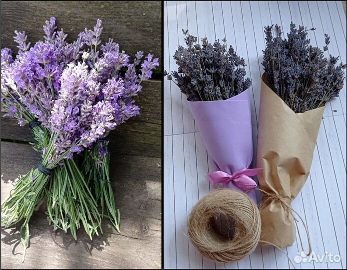 Лаванда сухоцвет свежая срезка