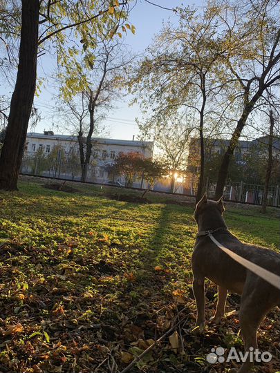 Четыри лапки