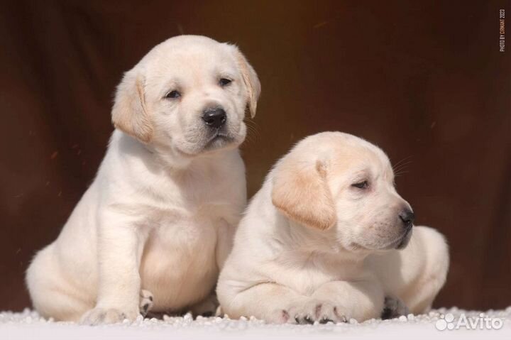 Щенки лабрадора