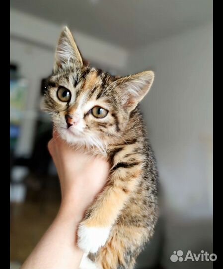 Отдадим котёнка в добрые руки