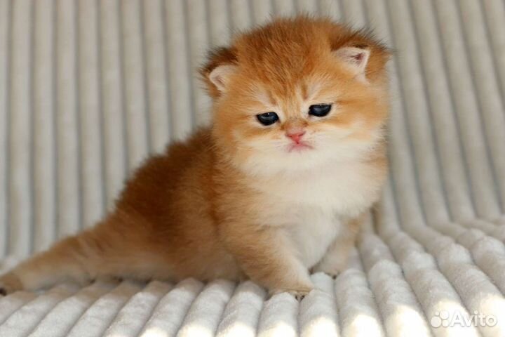 Котята золотые британские шиншиллы