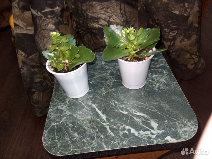 Каланхоэ цветущий