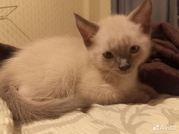 Котенок (Она)