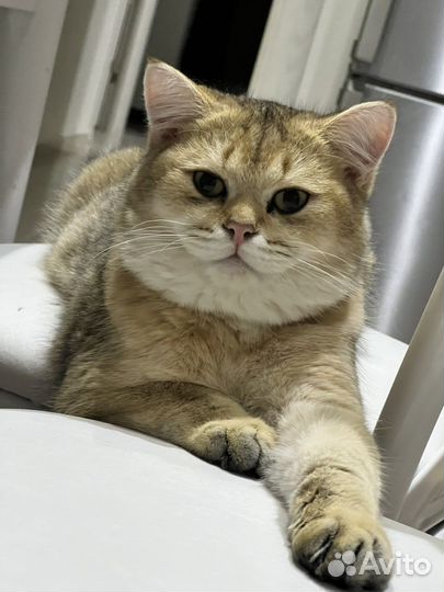Шотландский кот