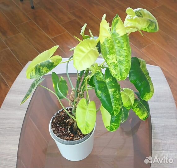 Филодендрон Бурле макс вариегатный