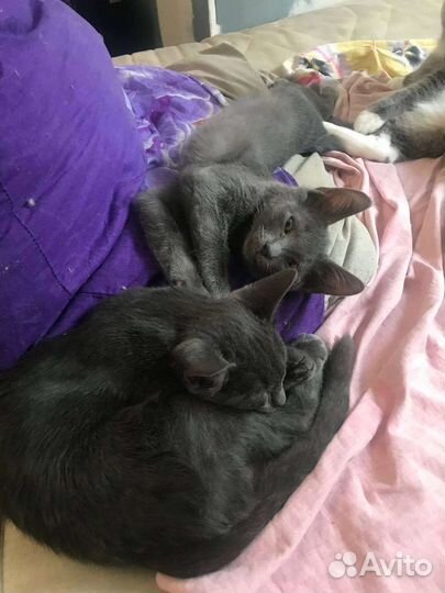 Котята русская голубая