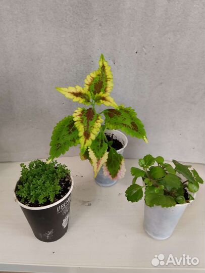 Цветы по 50 р