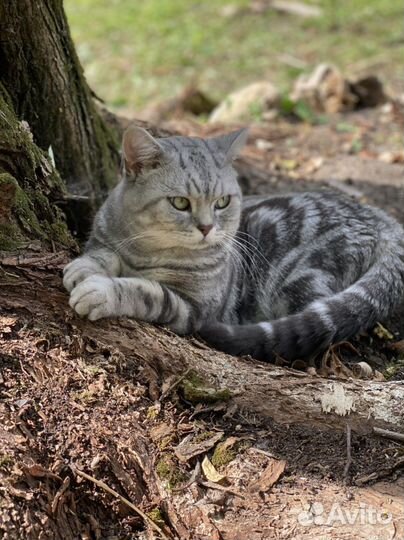 Шотландский кот вязка