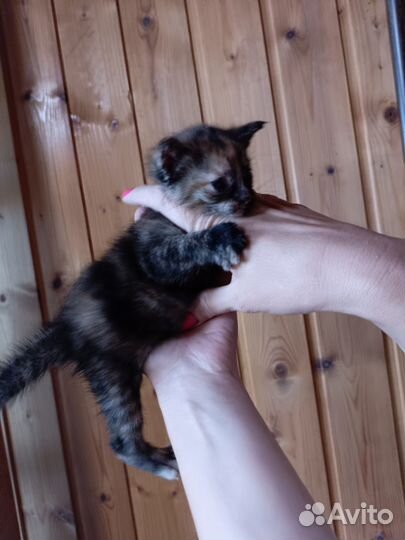 Отдам в хорошие руки котят