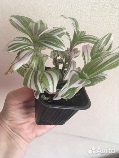 Традесканция