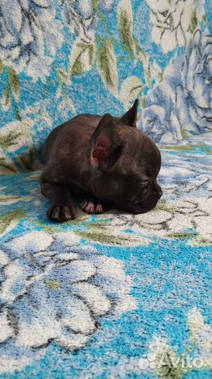 Французский бульдог щннок